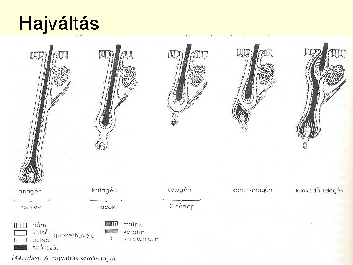 Hajváltás 