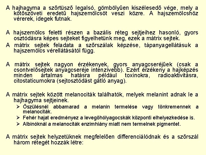 A hajhagyma a szőrtüsző legalsó, gömbölyűen kiszélesedő vége, mely a kötőszöveti eredetű hajszemölcsöt veszi