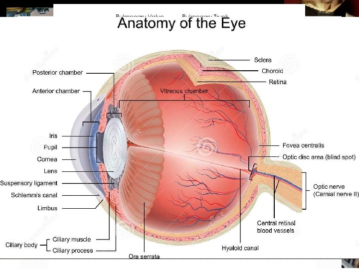 u Eternal Power & Deity Do we fully appreciate God’s superiority to man? !