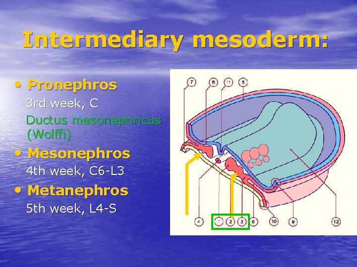 Intermediary mesoderm: • Pronephros 3 rd week, C Ductus mesonephricus (Wolffi) • Mesonephros 4