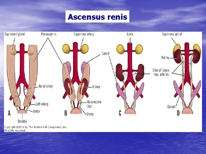 Ascensus renis 