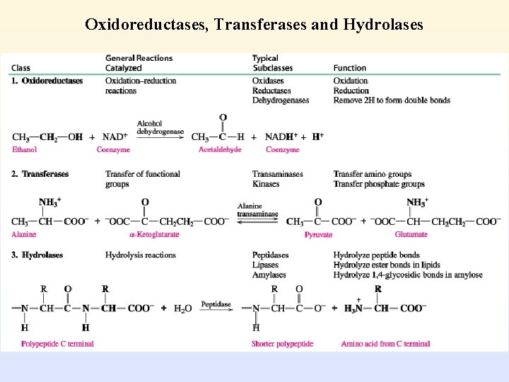 Oxidoreductases, Transferases and Hydrolases 