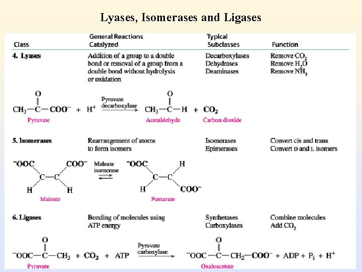 Lyases, Isomerases and Ligases 