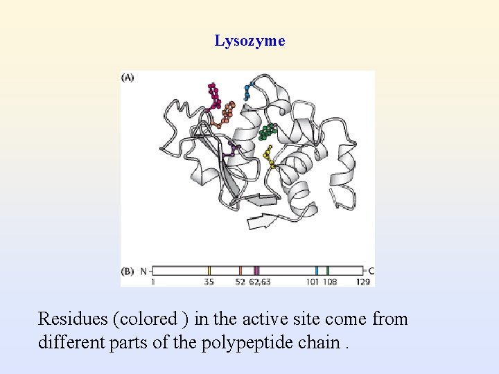 Lysozyme Residues (colored ) in the active site come from different parts of the