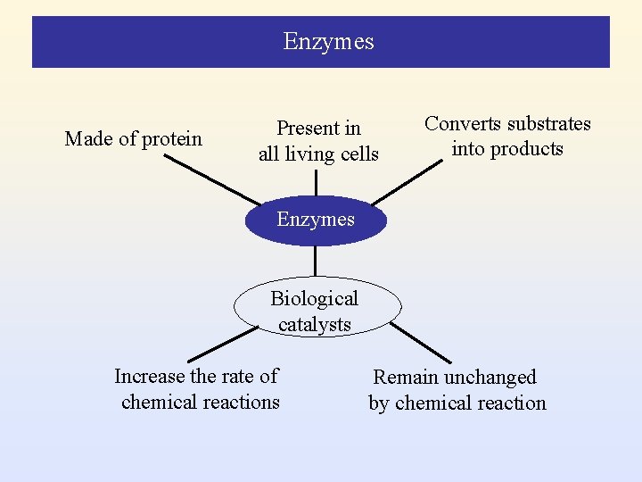 Enzymes Made of protein Present in all living cells Converts substrates into products Enzymes