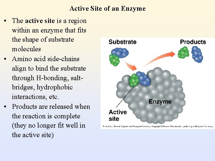 Active Site of an Enzyme • The active site is a region within an