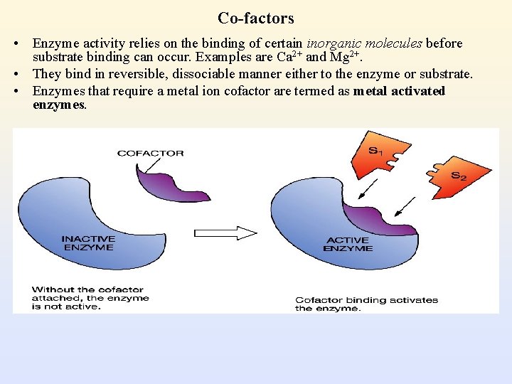 Co-factors • Enzyme activity relies on the binding of certain inorganic molecules before substrate