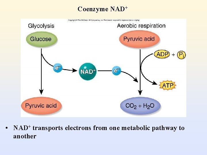 Coenzyme NAD+ • NAD+ transports electrons from one metabolic pathway to another 