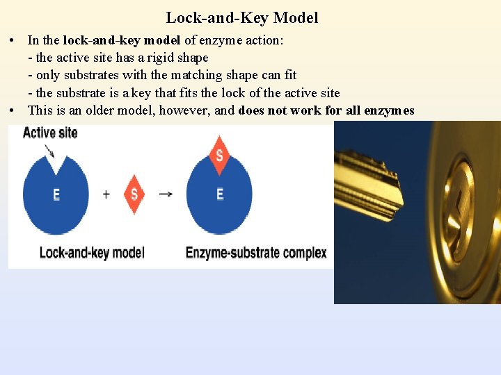 Lock-and-Key Model • In the lock-and-key model of enzyme action: - the active site