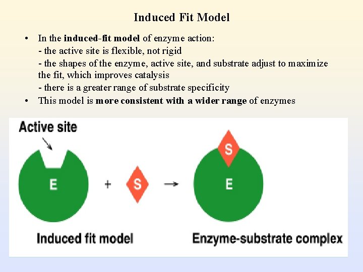 Induced Fit Model • In the induced-fit model of enzyme action: - the active