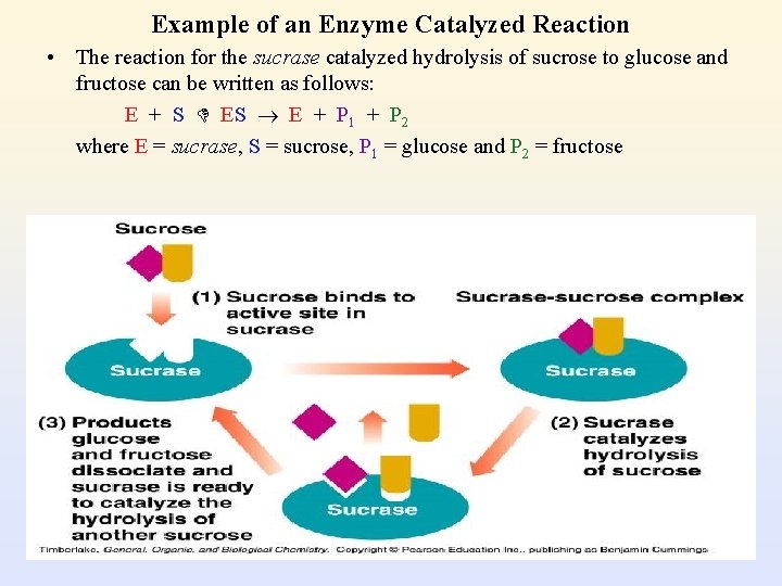 Example of an Enzyme Catalyzed Reaction • The reaction for the sucrase catalyzed hydrolysis