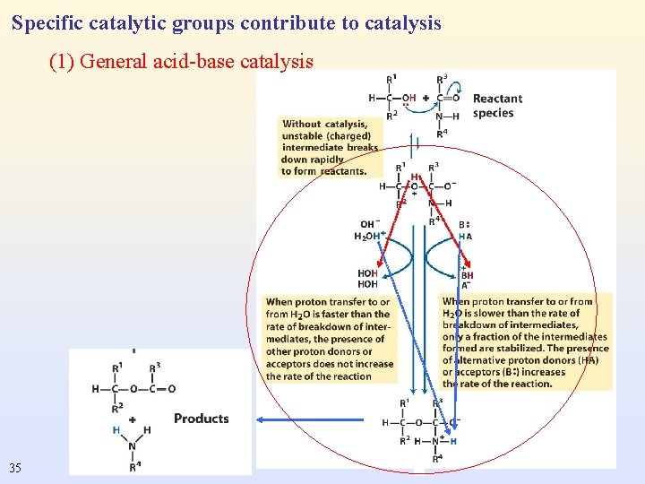 Specific catalytic groups contribute to catalysis (1) General acid-base catalysis 35 