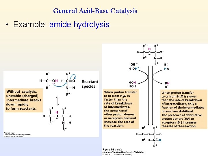 General Acid-Base Catalysis • Example: amide hydrolysis 