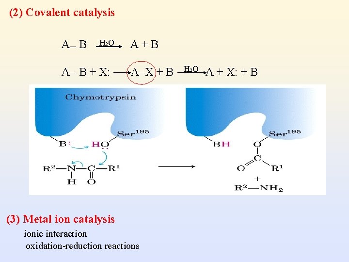 (2) Covalent catalysis A B H 2 O A B + X: A+B A