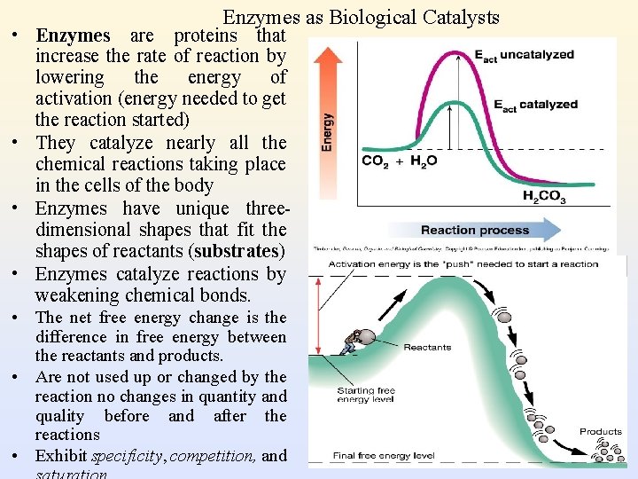 Enzymes as Biological Catalysts • Enzymes are proteins that increase the rate of reaction