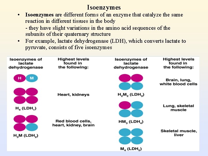 Isoenzymes • Isoenzymes are different forms of an enzyme that catalyze the same reaction