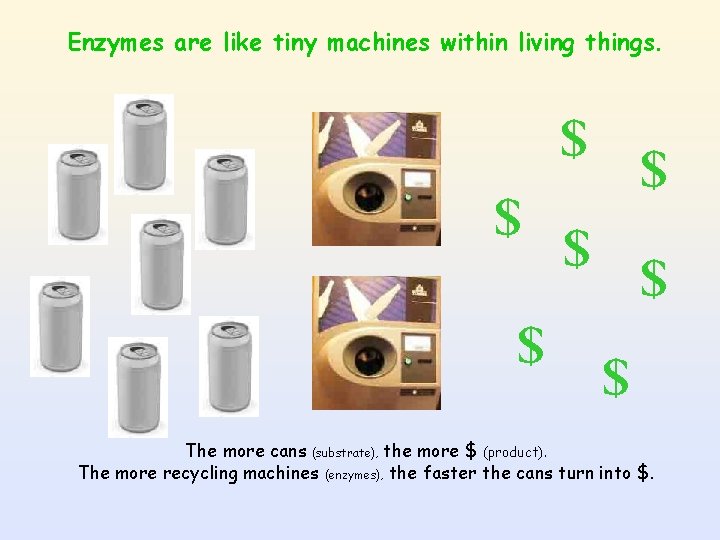 Enzymes are like tiny machines within living things. $ $ $ $ The more