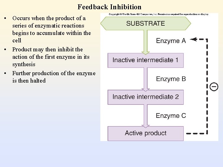 Feedback Inhibition • Occurs when the product of a series of enzymatic reactions begins