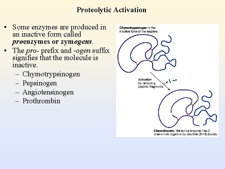 Proteolytic Activation • Some enzymes are produced in an inactive form called proenzymes or