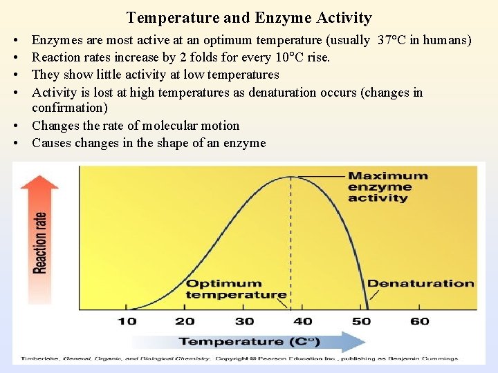 Temperature and Enzyme Activity • • Enzymes are most active at an optimum temperature