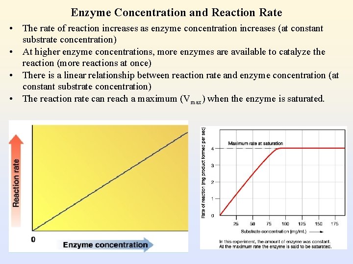 Enzyme Concentration and Reaction Rate • The rate of reaction increases as enzyme concentration
