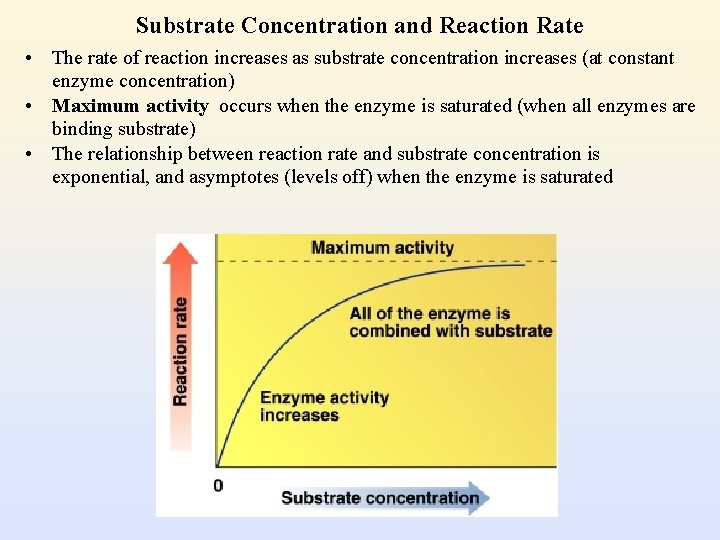 Substrate Concentration and Reaction Rate • The rate of reaction increases as substrate concentration