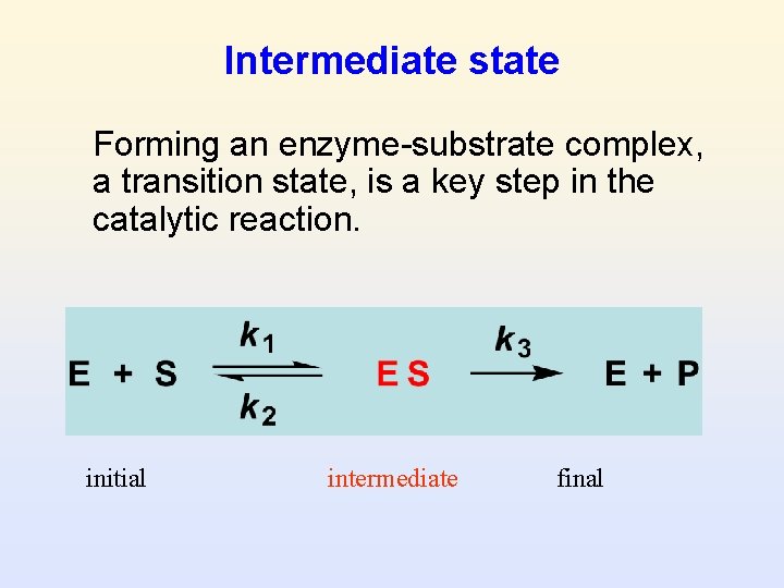 Intermediate state Forming an enzyme-substrate complex, a transition state, is a key step in