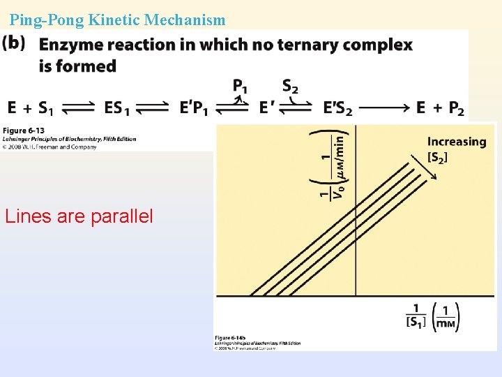 Ping-Pong Kinetic Mechanism Lines are parallel 