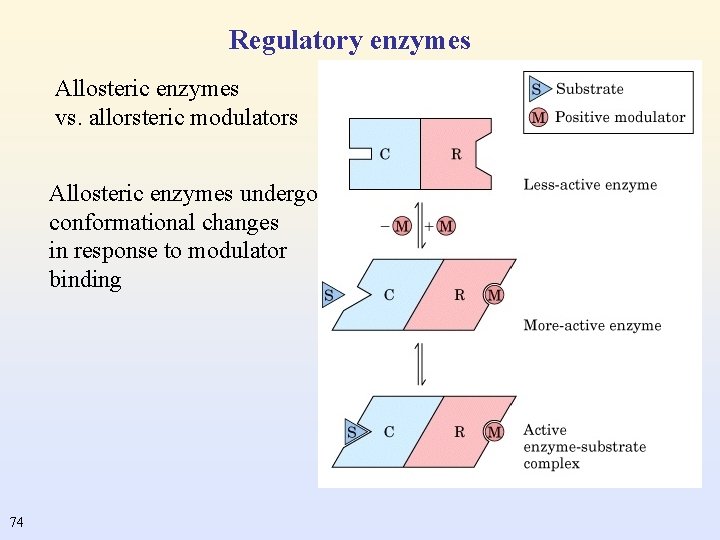 Regulatory enzymes Allosteric enzymes vs. allorsteric modulators Allosteric enzymes undergo conformational changes in response