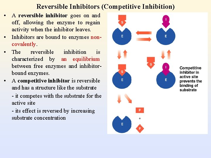 Reversible Inhibitors (Competitive Inhibition) • A reversible inhibitor goes on and off, allowing the