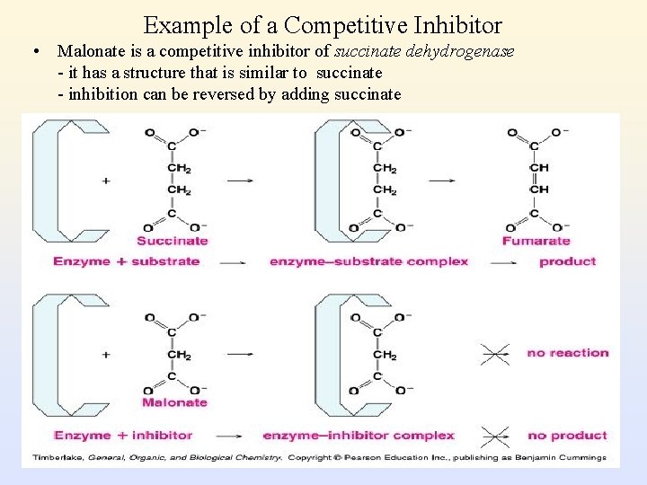 Example of a Competitive Inhibitor • Malonate is a competitive inhibitor of succinate dehydrogenase