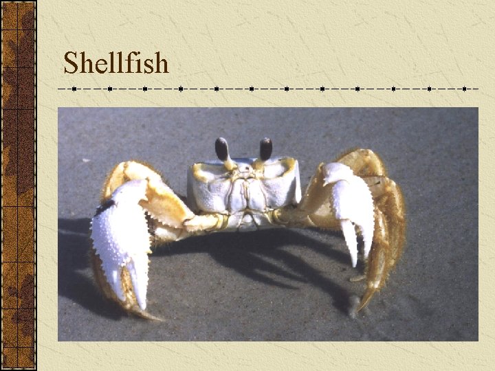 Shellfish Shellfish