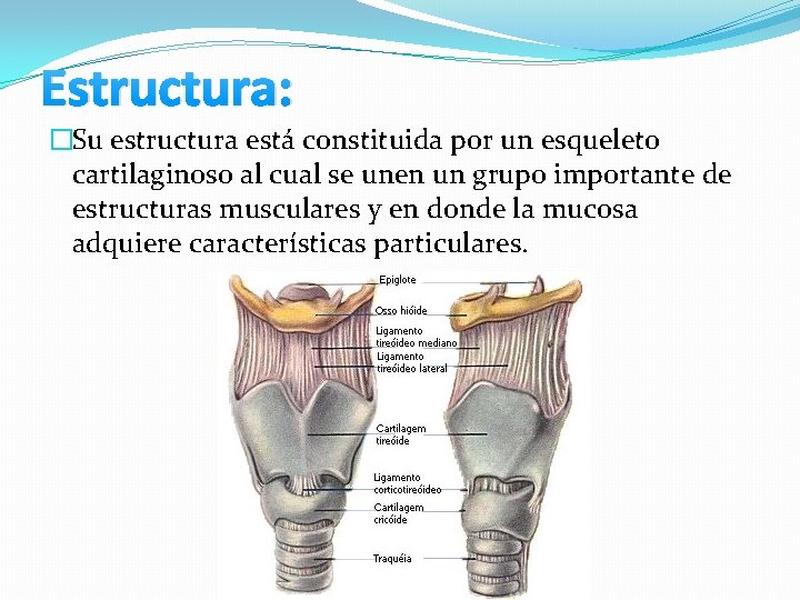 Estructura: �Su estructura está constituida por un esqueleto cartilaginoso al cual se unen un Estructura: �Su estructura está constituida por un esqueleto cartilaginoso al cual se unen un