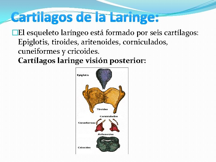 Cartilagos de la Laringe: �El esqueleto laríngeo está formado por seis cartílagos: Epiglotis, tiroides, Cartilagos de la Laringe: �El esqueleto laríngeo está formado por seis cartílagos: Epiglotis, tiroides,