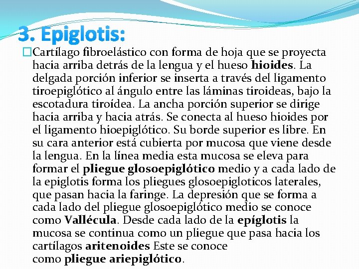 3. Epiglotis: �Cartílago fibroelástico con forma de hoja que se proyecta hacia arriba detrás 3. Epiglotis: �Cartílago fibroelástico con forma de hoja que se proyecta hacia arriba detrás