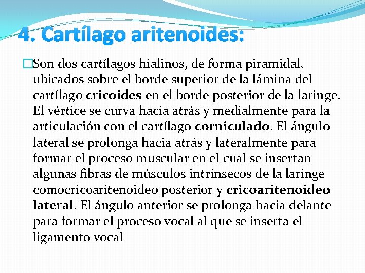 4. Cartílago aritenoides: �Son dos cartílagos hialinos, de forma piramidal, ubicados sobre el borde 4. Cartílago aritenoides: �Son dos cartílagos hialinos, de forma piramidal, ubicados sobre el borde
