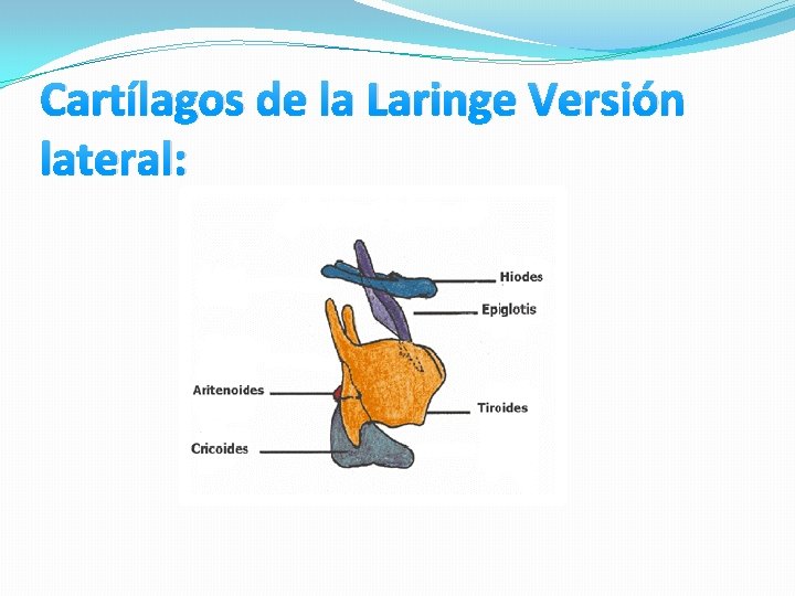 Cartílagos de la Laringe Versión lateral: Cartílagos de la Laringe Versión lateral: