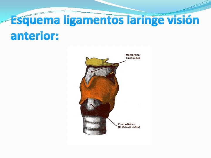 Esquema ligamentos laringe visión anterior: Esquema ligamentos laringe visión anterior: