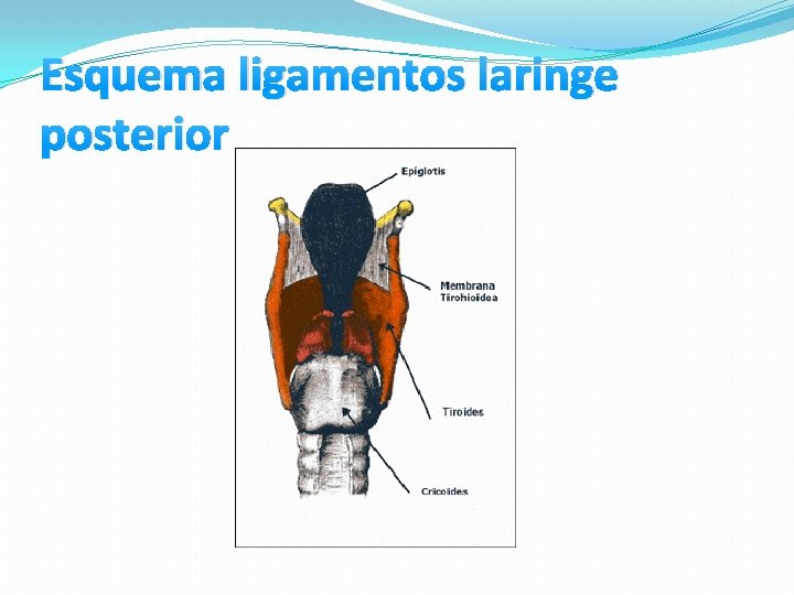 Esquema ligamentos laringe posterior Esquema ligamentos laringe posterior