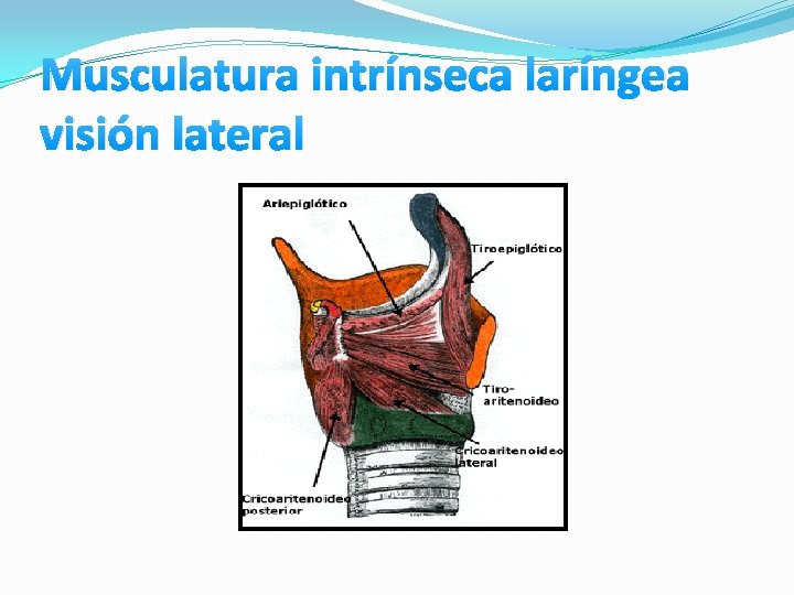 Musculatura intrínseca laríngea visión lateral Musculatura intrínseca laríngea visión lateral