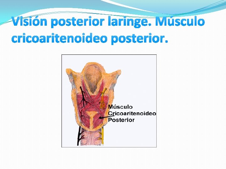 Visión posterior laringe. Músculo cricoaritenoideo posterior. Visión posterior laringe. Músculo cricoaritenoideo posterior.