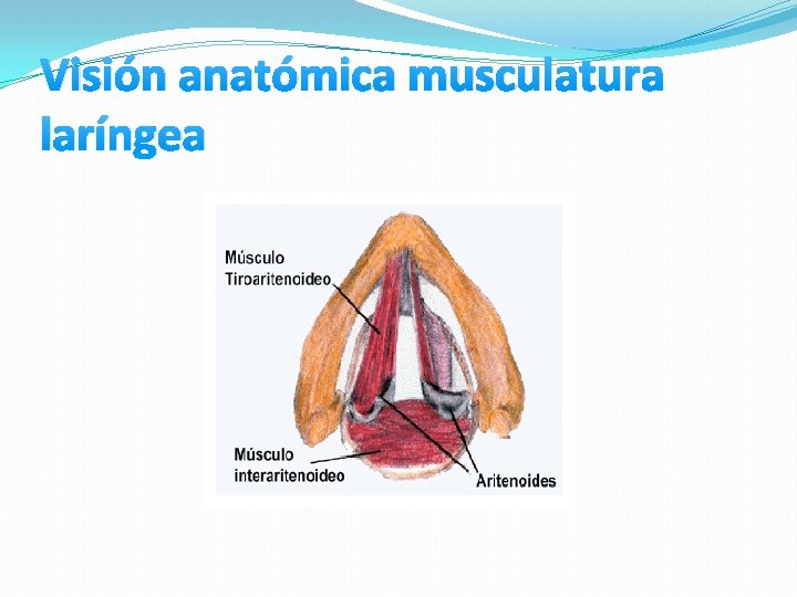 Visión anatómica musculatura laríngea Visión anatómica musculatura laríngea
