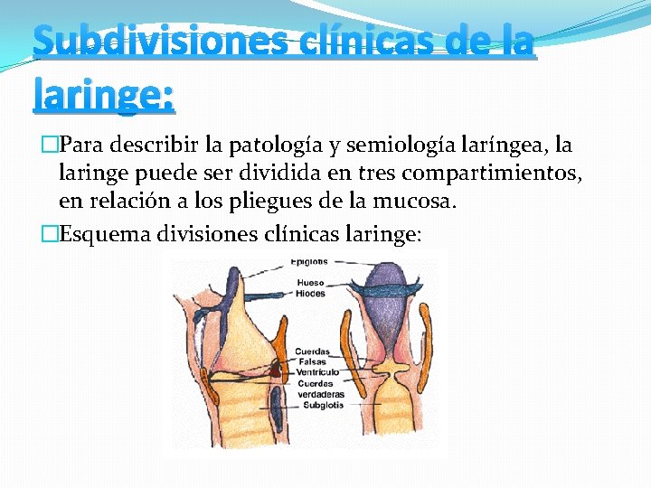 Subdivisiones clínicas de la laringe: �Para describir la patología y semiología laríngea, la laringe Subdivisiones clínicas de la laringe: �Para describir la patología y semiología laríngea, la laringe