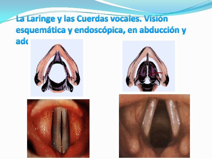 La Laringe y las Cuerdas vocales. Visión esquemática y endoscópica, en abducción y adducción. La Laringe y las Cuerdas vocales. Visión esquemática y endoscópica, en abducción y adducción.