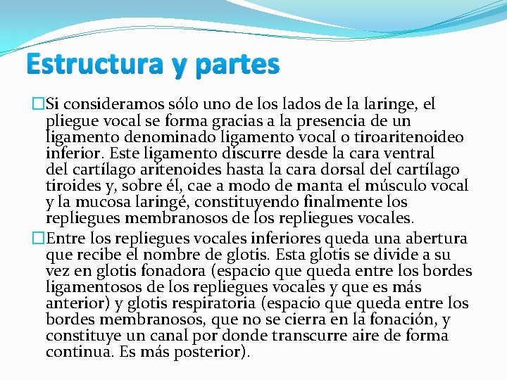 Estructura y partes �Si consideramos sólo uno de los lados de la laringe, el Estructura y partes �Si consideramos sólo uno de los lados de la laringe, el