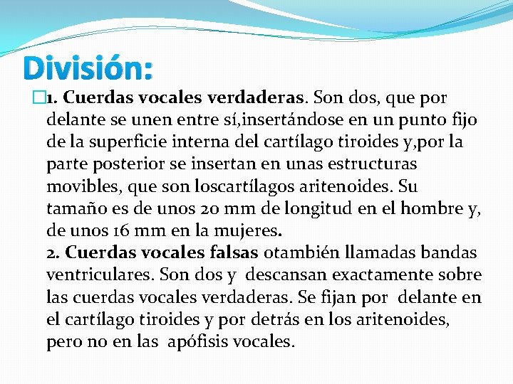 División: � 1. Cuerdas vocales verdaderas. Son dos, que por delante se unen entre División: � 1. Cuerdas vocales verdaderas. Son dos, que por delante se unen entre
