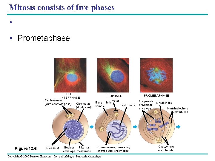 Mitosis consists of five phases • • Prometaphase G 2 OF INTERPHASE Centrosomes Chromatin Mitosis consists of five phases • • Prometaphase G 2 OF INTERPHASE Centrosomes Chromatin