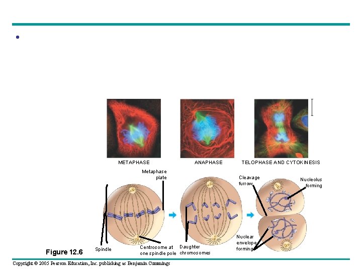 • METAPHASE ANAPHASE Metaphase plate Figure 12. 6 Spindle Centrosome at Daughter one • METAPHASE ANAPHASE Metaphase plate Figure 12. 6 Spindle Centrosome at Daughter one