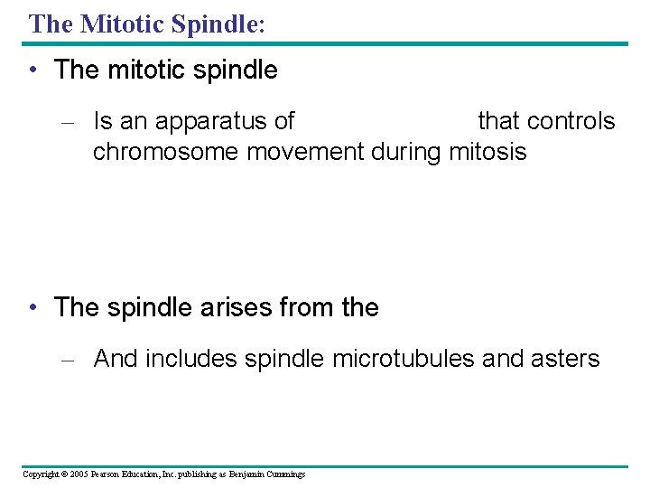 The Mitotic Spindle: • The mitotic spindle – Is an apparatus of that controls The Mitotic Spindle: • The mitotic spindle – Is an apparatus of that controls
