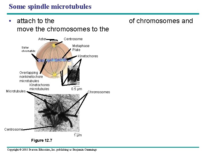 Some spindle microtubules • attach to the move the chromosomes to the Aster Sister Some spindle microtubules • attach to the move the chromosomes to the Aster Sister